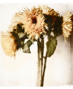 Floral Sunflowers White Soft No Darks