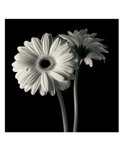 Gerber Daisies 1