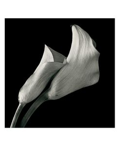 Calla Lilies