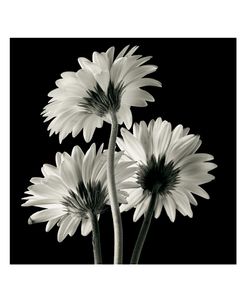 Gerber Daisies 2