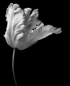 Parrot Tulip