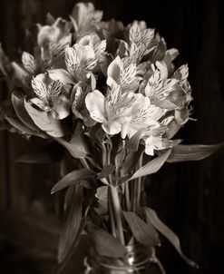 Alstroemeria B&W