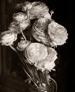 Ranunculus B&W