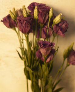 Lisianthus