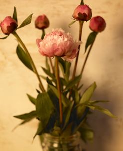 Peonies