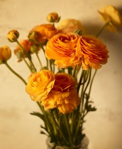 Ranunculus