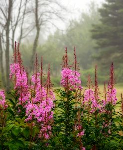 Campobello Lupine 6809