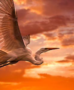 Heron Sunset 4513
