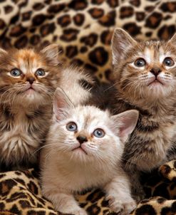Kittens 3 9095