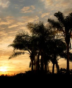 Everglades Sunrise 7552