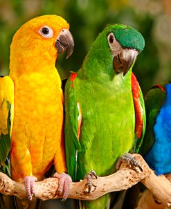 Rainbow Parrots