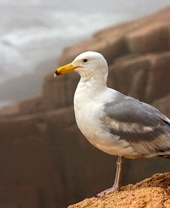 Seagull 6253