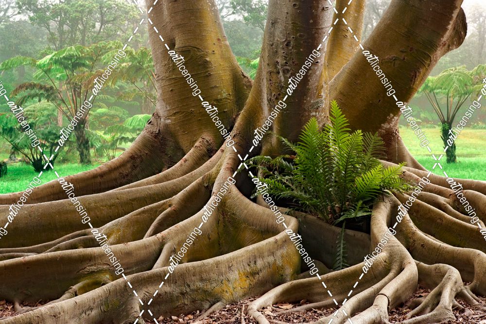 Roots Sarasots Big Tree  913L