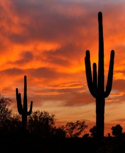 Saguaros Amazing Sunset 5-13 3334