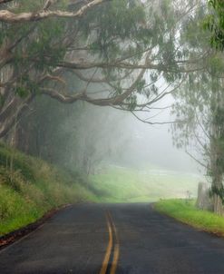 Foggy Road near Dillon Beach 7-11 6804