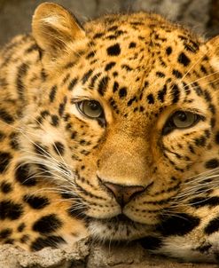 Denver Zoo Snow Leopard 6573