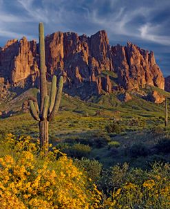 Lost Dutchman flowers  0324