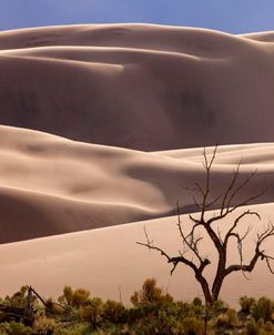 Great Sand Dunes NP Tree 6-14 1219