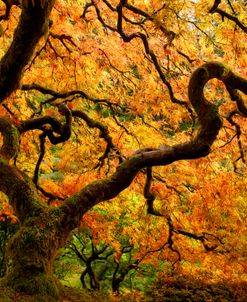 Portland Japanese Garden 10-14 3742