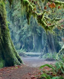 Olympic NP Trail 11-14 9944