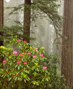 Redwood Fog Rhododendrons 8510