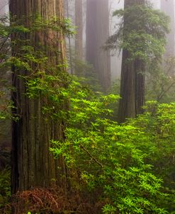 Redwoods Fog 8-11 9135
