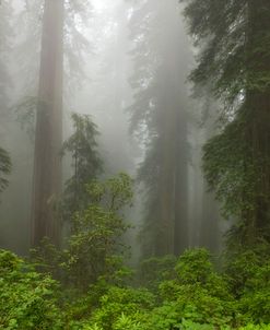 Redwoods NP Fog 8-11 9225