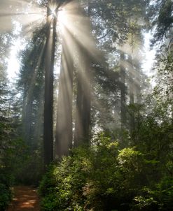 Redwoods NP Ladybird Johnson Lightbeams 9-14 7271