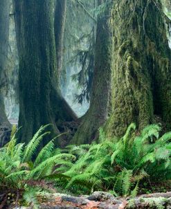 Washington Olympic NP Foggy Ferns 11-14  9960