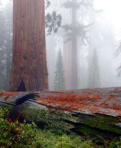 Sequoia Fallen Giant 9962
