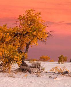 White Sands Yellow Tree 9359