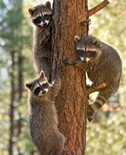 3 Raccoons 9075