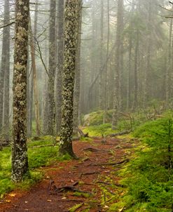 Acadia ME Foggy Trail 9965