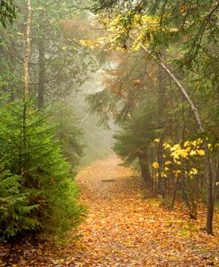 Acadia NP ME Trail 9912