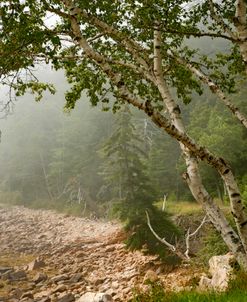 Acadia NP Seal Harbor Birch 6296