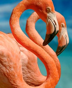 Flamingos FL 9580