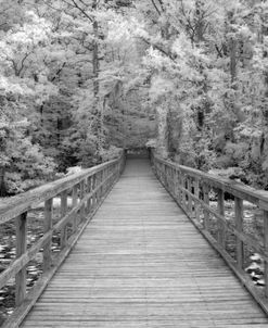 Caddo Lake Dock Infrared 8862