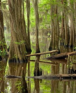 Caddo Lake TX 8927