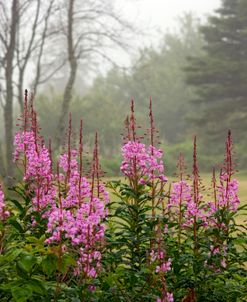 Campobello Canada Lupine 6809