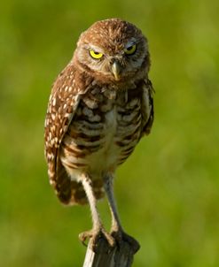 Mad Burrowing Owl 4183