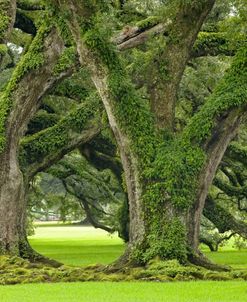 Louisiana Oak Alley Plantation Trees 7495