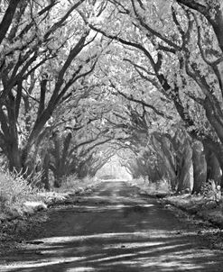 Louisiana Plantation Infrared 9737