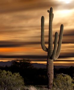 Night Saguaro AZ 9767