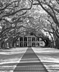 Oak Alley Plantation Infrared 9755