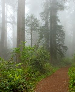 Redwoods NP CA Fog 8369