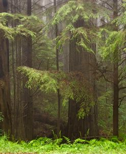 Redwoods NP CA Fog 8465