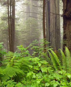 Redwoods NP CA Fog Ferns 8471