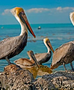 Pelicans, Key Largo FL 8107