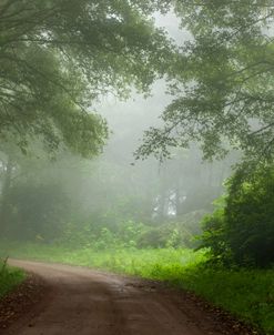 Redwoods NP Road Near Klamath River 9045