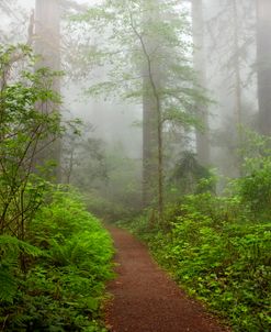 Redwoods NP CA Foggy Path 8372